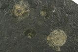 Fossil Ammonite Cluster - Posidonia Shale, Germany #353537-1